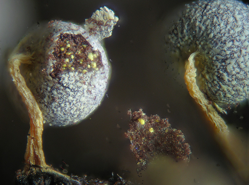 Physarum globuliferum?